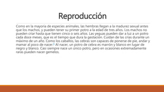 Reproducción
Como en la mayoría de especies animales, las hembras llegan a la madurez sexual antes
que los machos, y pueden tener su primer potro a la edad de tres años. Los machos no
pueden criar hasta que tienen cinco o seis años. Las yeguas pueden dar a luz a un potro
cada doce meses, que es el tiempo que dura la gestación. Cuidan de las crías durante un
máximo de un año. Como los caballos, las cebras son capaces de ponerse de pie, andar y
mamar al poco de nacer.8 Al nacer, un potro de cebra es marrón y blanco en lugar de
negro y blanco. Casi siempre nace un único potro, pero en ocasiones extremadamente
raras pueden nacer gemelos.
 
