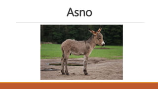 Asno
 