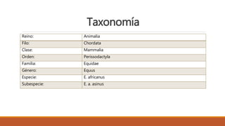 Taxonomía
Reino: Animalia
Filo: Chordata
Clase: Mammalia
Orden: Perissodactyla
Familia: Equidae
Género: Equus
Especie: E. africanus
Subespecie: E. a. asinus
 