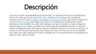 Los burros varían considerablemente de tamaño. La mayoría de los burros domésticos
tienen una talla que oscila entre 0,9 y 1,4 m hasta la cruz, aunque hay variedades
mayores como las razas andaluza-cordobesa y zamorano-leonesa que puede superar los
1,6 m o el burro catalán que llega a los 1,65 m. La coloración y longitud de su pelo
también es muy variable. Su color más habitual es el gris en todos sus tonos, llegando
hasta el blanco y el negro, y también son habituales las tonalidades pardas. A menudo
tienen el pelaje de tonos más claros o blanco alrededor del morro, la zona periocular y el
vientre y con frecuencia presentan dos franjas oscuras en forma de cruz en su espalda.
Sus crines son más cortas que las de los caballos por lo que permanecen encrespadas en
lugar de caer sobre el cuello.
Descripción
 