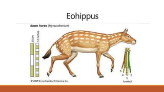 Eohippus
 