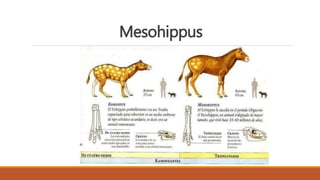 Mesohippus
 