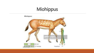 Miohippus
 