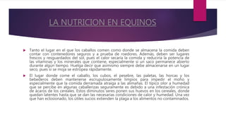 LA NUTRICION EN EQUINOS
 Tanto el lugar en el que los caballos comen como donde se almacena la comida deben
contar con contenedores seguros y a prueba de roedores. Además, deben ser lugares
frescos y resguardados del sol, pues el calor secaría la comida y reduciría la potencia de
las vitaminas y los minerales que contiene, especialmente si un saco permanece abierto
durante algún tiempo. Huelga decir que asimismo siempre debe almacenarse en un lugar
seco, pues si se moja se estropea rápidamente.
 El lugar donde come el caballo, los cubos, el pesebre, las paletas, las horcas y los
bebederos deben mantenerse escrupulosamente limpios para impedir el moho y
especialmente que la comida derramada atraiga a las alimañas. El típico olor a humedad
que se percibe en algunas caballerizas seguramente es debido a una infestación crónica
de ácaros de los cereales. Estos diminutos seres ponen sus huevos en los cereales, donde
quedan latentes hasta que se dan las necesarias condiciones de calor y humedad. Una vez
que han eclosionado, los útiles sucios extienden la plaga a los alimentos no contaminados.
 
