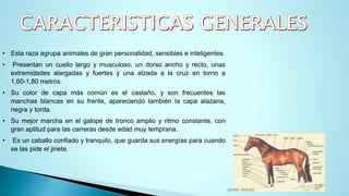 • Esta raza agrupa animales de gran personalidad, sensibles e inteligentes.
• Presentan un cuello largo y musculoso, un dorso ancho y recto, unas
extremidades alargadas y fuertes y una alzada a la cruz en torno a
1,60-1,80 metros.
• Su color de capa más común es el castaño, y son frecuentes las
manchas blancas en su frente, apareciendo también la capa alazana,
negra y torda.
• Su mejor marcha en el galope de tronco amplio y ritmo constante, con
gran aptitud para las carreras desde edad muy temprana.
• Es un caballo confiado y tranquilo, que guarda sus energías para cuando
se las pide el jinete.
JAVIER VARGAS
 