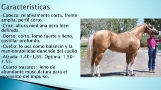 Cabeza: relativamente corta, frente
amplia, perfil corto.
Cruz: altura mediana pero bien
definida
Dorso: corto, lomo fuerte y lleno,
costillar profundo.
Cuello: lo usa como balancín y la
maniobrabilidad depende del cuello
Alzada: 1.40-1.65. Óptima: 1.50-
1.55.
Cuarto traseros: lleno de
abundante musculatura para el
momento del impulso.
 