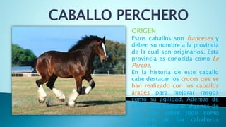 CABALLO PERCHERO
ORIGEN
Estos caballos son franceses y
deben su nombre a la provincia
de la cual son originarios. Esta
provincia es conocida como Le
Perche.
En la historia de este caballo
cabe destacar los cruces que se
han realizado con los caballos
árabes para mejorar rasgos
como su agilidad. Además de
esto, cabe destacar algunos de
sus usos sobre todo como
trasporte de los caballeros
 