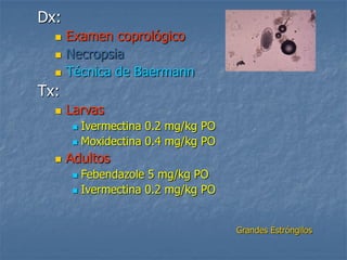 Dx:
 Examen coprológico
 Necropsia
 Técnica de Baermann
Tx:
 Larvas
 Ivermectina 0.2 mg/kg PO
 Moxidectina 0.4 mg/kg PO
 Adultos
 Febendazole 5 mg/kg PO
 Ivermectina 0.2 mg/kg PO
Grandes Estróngilos
 