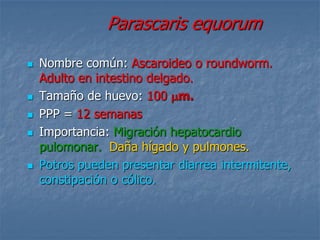Parascaris equorum
 Nombre común: Ascaroideo o roundworm.
Adulto en intestino delgado.
 Tamaño de huevo: 100 m.
 PPP = 12 semanas
 Importancia: Migración hepatocardio
pulomonar. Daña hígado y pulmones.
 Potros pueden presentar diarrea intermitente,
constipación o cólico.
 