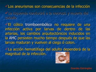 Los aneurismas   son consecuencias de la infección La isquemia conducirá a la necrosis y muerte del caballo   El cólico  tromboembólico  no requiere de una infección activa por larvas de dentro de las arterias, los cambios arquitectónicos inducidos en la  AMC  persisten mucho tiempo después de que las larvas maduran y vuelven al ciego ó colon. La acción hematófaga del adulto dependerá de la magnitud de la infección.  Grandes Estróngilos  
