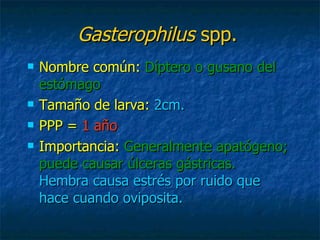 Gasterophilus  spp. Nombre común:   Díptero o gusano del estómago Tamaño de larva:   2cm. PPP =   1 año Importancia:   Generalmente apatógeno; puede causar úlceras gástricas.   Hembra causa estrés por ruido que hace cuando oviposita. 