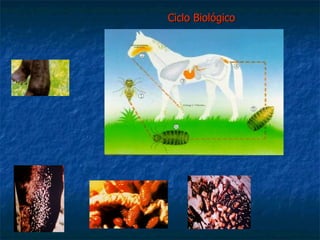 Ciclo Biológico 