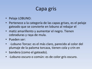 Equinos | PPTX