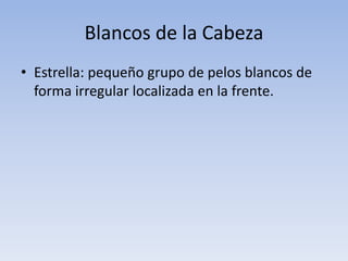 Blancos de la Cabeza
• Estrella: pequeño grupo de pelos blancos de
forma irregular localizada en la frente.
 
