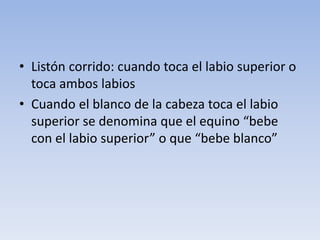 • Listón corrido: cuando toca el labio superior o
toca ambos labios
• Cuando el blanco de la cabeza toca el labio
superior se denomina que el equino “bebe
con el labio superior” o que “bebe blanco”
 