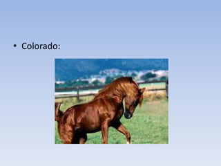 • Colorado:
 