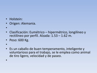 • Holstein:
• Origen: Alemania.
•
• Clasificación: Eumétrico – hipermétrico, longilíneo y
rectilíneo por perfil. Alzada: 1.53 – 1.62 m.
• Peso: 600 Kg.
•
• Es un caballo de buen temperamento, inteligente y
voluntarioso para el trabajo, se le emplea como animal
de tiro ligero, velocidad y de paseo.
•
 