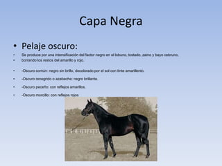 Capa Negra
• Pelaje oscuro:
• Se produce por una intensificación del factor negro en el lobuno, tostado, zaino y bayo cebruno,
• borrando los restos del amarillo y rojo.
• -Oscuro común: negro sin brillo, decolorado por el sol con tinte amarillento.
• -Oscuro renegrido o azabache: negro brillante.
• -Oscuro peceño: con reflejos amarillos.
• -Oscuro morcillo: con reflejos rojos
 