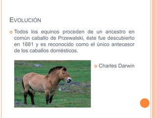 EVOLUCIÓN
 Todos los equinos proceden de un ancestro en
común caballo de Przewalski, éste fue descubierto
en 1881 y es reconocido como el único antecesor
de los caballos domésticos.
 Charles Darwin
 