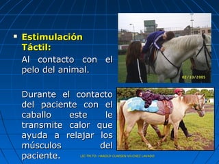    Estimulación
    Táctil:
    Al contacto con el
    pelo del animal.

    Durante el contacto
    del paciente con el
    caballo   este    le
    transmite calor que
    ayuda a relajar los
    músculos         del
    paciente.   LIC.TM.TO. HAROLD CLAESEN VILCHEZ LAVADO
 