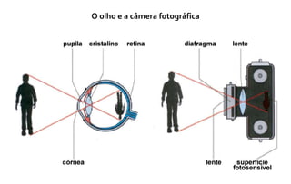 O olho e a câmera fotográfica 
 