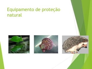Equipamento de proteção
natural
 