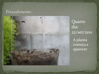 Quarto
dia:
22/set/2011
A planta
começa a
aparecer
 