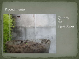 Quinto
dia:
23/set/2011
 