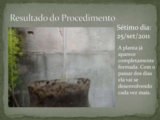 Sétimo dia:
25/set/2011
A planta já
aparece
completamente
formada. Com o
passar dos dias
ela vai se
desenvolvendo
cada vez mais.
 
