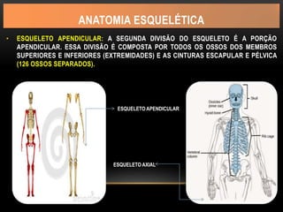 ANATOMIA ESQUELÉTICA
• ESQUELETO APENDICULAR: A SEGUNDA DIVISÃO DO ESQUELETO É A PORÇÃO
APENDICULAR. ESSA DIVISÃO É COMPOSTA POR TODOS OS OSSOS DOS MEMBROS
SUPERIORES E INFERIORES (EXTREMIDADES) E AS CINTURAS ESCAPULAR E PÉLVICA
(126 OSSOS SEPARADOS).
ESQUELETO AXIAL
ESQUELETO APENDICULAR
 