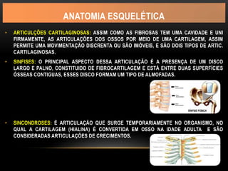 ANATOMIA ESQUELÉTICA
• ARTICULÇÕES CARTILAGINOSAS: ASSIM COMO AS FIBROSAS TEM UMA CAVIDADE E UNI
FIRMAMENTE, AS ARTICULAÇÕES DOS OSSOS POR MEIO DE UMA CARTILAGEM, ASSIM
PERMITE UMA MOVIMENTAÇÃO DISCRENTA OU SÃO IMÓVEIS, E SÃO DOIS TIPOS DE ARTIC.
CARTILAGINOSAS.
• SINFISES: O PRINCIPAL ASPECTO DESSA ARTICULAÇÃO É A PRESENÇA DE UM DISCO
LARGO E PALNO, CONSTITUIDO DE FIBROCARTILAGEM E ESTÁ ENTRE DUAS SUPERFÍCIES
ÓSSEAS CONTIGUAS, ESSES DISCO FORMAM UM TIPO DE ALMOFADAS.
• SINCONDROSES: É ARTICULAÇÃO QUE SURGE TEMPORARIAMENTE NO ORGANISMO, NO
QUAL A CARTILAGEM (HIALINA) É CONVERTIDA EM OSSO NA IDADE ADULTA E SÃO
CONSIDERADAS ARTICULAÇÕES DE CRECIMENTOS.
SÍNFISE PÚBICA
 