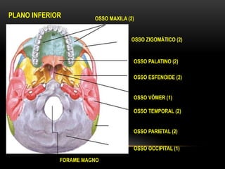 PLANO INFERIOR OSSO MAXILA (2)
OSSO ZIGOMÁTICO (2)
OSSO ESFENOIDE (2)
OSSO VÔMER (1)
OSSO TEMPORAL (2)
OSSO PARIETAL (2)
OSSO PALATINO (2)
OSSO OCCIPITAL (1)
FORAME MAGNO
 
