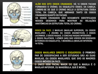 ALÉM DOS OITO OSSOS CRANIANOS: HÁ 14 OSSOS FACIAIS
FORMANDO O CRÂNIO, OU ESQUELETO ÓSSEO, DA CABEÇA.
LEMBRE-SE DE QUE O CRÂNIO INCLUI A ESTRUTURA ÓSSEA
TOTAL DA CABEÇA, QUE ABRANGE TANTO OS OSSOS
CRANIANOS QUANTO OS FACIAIS.
OS OSSOS CRANIANOS SÃO NOVAMENTE IDENTIFICADOS
NESSES DESENHOS PARA MOSTRAR AS RELAÇÕES
ANATÔMICAS DA ESTRUTURA TOTAL DO CRÂNIO.
OSSOS DA FACE: 2 MAXILAS (MAXILAR SUPERIOR), OU OSSOS
MAXILARES , 2 ZIGOMA OU OSSOS ZIGOMÁTICOS, 2 OSSOS
LACRIMAIS, 2 OSSOS NASAIS, 2 CONCHAS NASAIS INFERIORES
2 OSSOS PALATINOS, 1-VÔMER (NÃO SÃO VISÍVEIS EM DESENHOS
EXTERNOS DO ESQUELETO), 1-MANDÍBULA (MAXILAR INFERIOR)
14-TOTAL
OSSOS MAXILARES DIREITO E ESQUERDOS: O PRIMEIRO
PAR DE OSSOSFACIAIS A SER ESTUDADO SÃO AS DUAS
MAXILAS, OU OSSOS MAXILARES, QUE SÃO 0S MAIORES
OSSOS IMÓVEIS DA FACE.
O ÚNICO 0SS0 FACIAL MAIOR DO QUE A MAXILA É O
MAXILAR INFERIOR, OU MANDÍBULA, QUE É MÓVEL.
 