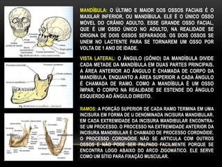 MANDÍBULA: O ÚLTIMO E MAIOR DOS OSSOS FACIAIS É O
MAXILAR INFERIOR, OU MANDÍBULA. ELE É O ÚNICO OSSO
MÓVEL DO CRÂNIO ADULTO. ESSE GRANDE OSSO FACIAL,
QUE É UM OSSO ÚNICO NO ADULTO, NA REALIDADE SE
ORIGINA DE DOIS OSSOS SEPARADOS. OS DOIS OSSOS SE
UNEM NO LACTENTE PARA SE TORNAREM UM OSSO POR
VOLTA DE 1 ANO DE IDADE.
VISTA LATERAL: O ÂNGULO (GÔNIO) DA MANDÍBULA DIVIDE
CADA METADE DA MANDÍBULA EM DUAS PARTES PRINCIPAIS.
A ÁREA ANTERIOR AO ÂNGULO É CHAMADA DE CORPO DA
MANDÍBULA, ENQUANTO A ÁREA SUPERIOR A CADA ÂNGULO
É CHAMADA DE RAMO. COMO A MANDÍBULA É UM OSSO
ÍMPAR, O CORPO NA REALIDADE SE ESTENDE DO ÂNGULO
ESQUERDO AO ÂNGULO DIREITO.
RAMOS: A PORÇÃO SUPERIOR DE CADA RAMO TERMINA EM UMA
INCISURA EM FORMA DE U DENOMINADA INCISURA MANDIBULAR.
EM CADA EXTREMIDADE DA INCISURA MANDIBULAR ENCONTRA-
SE UM PROCESSO. O PROCESSO NA EXTREMIDADE ANTERIOR DA
INCISURA MANDIBULAR É CHAMADO DE PROCESSO CORONÓIDE.
O PROCESSO CORONÓIDE NÃO SE ARTICULA COM OUTROS
OSSOS E NÃO PODE SER PALPADO FACILMENTE PORQUE SE
ENCONTRA LOGO ABAIXO DO ARCO ZIGOMÁTICO. ELE SERVE
COMO UM SÍTIO PARA FIXAÇÃO MUSCULAR.
 
