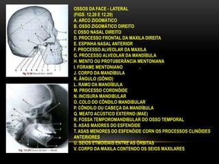OSSOS DA FACE - LATERAL
(FIGS. 12.28 E 12.29)
A. ARCO ZIGOMÁTICO
B. OSSO ZIGOMÁTICO DIREITO
C OSSO NASAL DIREITO
D. PROCESSO FRONTAL DA MAXILA DIREITA
E. ESPINHA NASAL ANTERIOR
F. PROCESSO ALVEOLAR DA MAXILA
G. PROCESSO ALVEOLAR DA MANDÍBULA
H. MENTO OU PROTUBERÂNCIA MENTONIANA
I. FORAME MENTONIANO .
J. CORPO DA MANDÍBULA
K. ÂNGULO (GÔNIO)
L. RAMO DA MANDÍBULA
M. PROCESSO CORONÓIDE
N. INCISURA MANDIBULAR
O. COLO DO CÔNDILO MANDIBULAR
P. CÔNDILO OU CABEÇA DA MANDÍBULA
Q. MEATO ACÚSTICO EXTERNO (MAE)
R. FOSSA TEMPOROMANDIBULAR DO OSSO TEMPORAL
S. ASAS MAIORES DO ESFENÓIDE
T. ASAS MENORES DO ESFENÓIDE CORN OS PROCESSOS CLINÓIDES
ANTERIORES
U. SEIOS ETMOIDAIS ENTRE AS ÓRBITAS
V. CORPO DA MAXILA CONTENDO OS SEIOS MAXILARES
 
