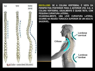 ESCOLLOSE: SE A COLUNA VERTEBRAL É VISTA DA
PERSPECTIVA POSTERIOR PARA A ANTERIOR (FIG. 8.4), A
COLUNA VERTEBRAL USUALMENTE É QUASE RETA, COM
PEQUENA CURVATURA LATERAL.
OCASIONALMENTE, UMA LEVE CURVATURA LATERAL
OCORRE NA REGIÃO TORÁCICA SUPERIOR DE UM ADULTO
SAUDÁVEL.
 