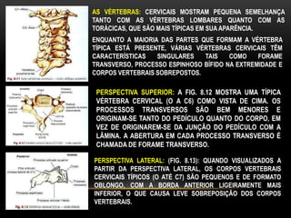 AS VÉRTEBRAS: CERVICAIS MOSTRAM PEQUENA SEMELHANÇA
TANTO COM AS VÉRTEBRAS LOMBARES QUANTO COM AS
TORÁCICAS, QUE SÃO MAIS TÍPICAS EM SUA APARÊNCIA.
ENQUANTO A MAIORIA DAS PARTES QUE FORMAM A VÉRTEBRA
TÍPICA ESTÁ PRESENTE, VÁRIAS VÉRTEBRAS CERVICAIS TÊM
CARACTERÍSTICAS SINGULARES TAIS COMO FORAME
TRANSVERSO, PROCESSO ESPINHOSO BÍFIDO NA EXTREMIDADE E
CORPOS VERTEBRAIS SOBREPOSTOS.
PERSPECTIVA SUPERIOR: A FIG. 8.12 MOSTRA UMA TÍPICA
VÉRTEBRA CERVICAL (O A C6) COMO VISTA DE CIMA. OS
PROCESSOS TRANSVERSOS SÃO BEM MENORES E
ORIGINAM-SE TANTO DO PEDÍCULO QUANTO DO CORPO, EM
VEZ DE ORIGINAREM-SE DA JUNÇÃO DO PEDÍCULO COM A
LÂMINA. A ABERTURA EM CADA PROCESSO TRANSVERSO É
CHAMADA DE FORAME TRANSVERSO.
PERSPECTIVA LATERAL: (FIG. 8.13): QUANDO VISUALIZADOS A
PARTIR DA PERSPECTIVA LATERAL, OS CORPOS VERTEBRAIS
CERVICAIS TÍPICOS (O ATÉ C7) SÃO PEQUENOS E DE FORMATO
OBLONGO, COM A BORDA ANTERIOR LIGEIRAMENTE MAIS
INFERIOR, O QUE CAUSA LEVE SOBREPOSIÇÃO DOS CORPOS
VERTEBRAIS.
 