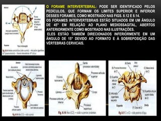 O FORAME INTERVERTEBRAL: PODE SER IDENTIFICADO PELOS
PEDÍCULOS, QUE FORMAM OS LIMITES SUPERIOR E INFERIOR
DESSES FORAMES, COMO MOSTRADO NAS FIGS. 8.12 E 8.14.
OS FORAMES INTERVERTEBRAIS ESTÃO SITUADOS EM UM ÂNGULO
DE 45° EM RELAÇÃO AO PLANO MEDIOSSAGITAL, ABERTOS
ANTERIORMENTE COMO MOSTRADO NAS ILUSTRAÇÕES.
ELES ESTÃO TAMBÉM DIRECIONADOS INFERIORMENTE EM UM
ÂNGULO DE 15° DEVIDO AO FORMATO E À SOBREPOSIÇÃO DAS
VÉRTEBRAS CERVICAIS.
 