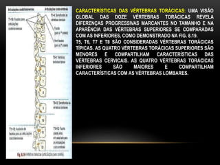 CARACTERÍSTICAS DAS VÉRTEBRAS TORÁCICAS: UMA VISÃO
GLOBAL DAS DOZE VÉRTEBRAS TORÁCICAS REVELA
DIFERENÇAS PROGRESSIVAS MARCANTES NO TAMANHO E NA
APARÊNCIA DAS VÉRTEBRAS SUPERIORES SE COMPARADAS
COM AS INFERIORES, COMO DEMONSTRADO NA FIG. 8.19.
T5, T6, T7 E T8 SÃO CONSIDERADAS VÉRTEBRAS TORÁCICAS
TÍPICAS. AS QUATRO VÉRTEBRAS TORÁCICAS SUPERIORES SÃO
MENORES E COMPARTILHAM CARACTERÍSTICAS DAS
VÉRTEBRAS CERVICAIS. AS QUATRO VÉRTEBRAS TORÁCICAS
INFERIORES SÃO MAIORES E COMPARTILHAM
CARACTERÍSTICAS COM AS VÉRTEBRAS LOMBARES.
 