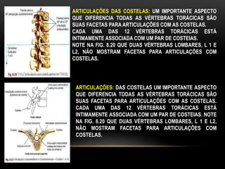 ARTICULAÇÕES DAS COSTELAS: UM IMPORTANTE ASPECTO
QUE DIFERENCIA TODAS AS VÉRTEBRAS TORÁCICAS SÃO
SUAS FACETAS PARA ARTICULAÇÕES COM AS COSTELAS.
CADA UMA DAS 12 VÉRTEBRAS TORÁCICAS ESTÁ
INTIMAMENTE ASSOCIADA COM UM PAR DE COSTEIAS.
NOTE NA FIG. 8.20 QUE DUAS VÉRTEBRAS LOMBARES, L 1 E
L2, NÃO MOSTRAM FACETAS PARA ARTICULAÇÕES COM
COSTELAS.
ARTICULAÇÕES: DAS COSTELAS UM IMPORTANTE ASPECTO
QUE DIFERENCIA TODAS AS VÉRTEBRAS TORÁCICAS SÃO
SUAS FACETAS PARA ARTICULAÇÕES COM AS COSTELAS.
CADA UMA DAS 12 VÉRTEBRAS TORÁCICAS ESTÁ
INTIMAMENTE ASSOCIADA COM UM PAR DE COSTEIAS. NOTE
NA FIG. 8.20 QUE DUAS VÉRTEBRAS LOMBARES, L 1 E L2,
NÃO MOSTRAM FACETAS PARA ARTICULAÇÕES COM
COSTELAS.
 