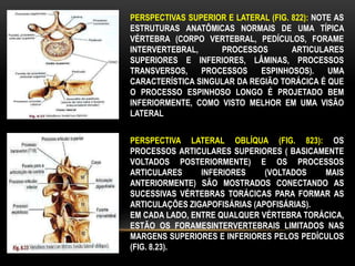 PERSPECTIVAS SUPERIOR E LATERAL (FIG. 822): NOTE AS
ESTRUTURAS ANATÔMICAS NORMAIS DE UMA TÍPICA
VÉRTEBRA (CORPO VERTEBRAL, PEDÍCULOS, FORAME
INTERVERTEBRAL, PROCESSOS ARTICULARES
SUPERIORES E INFERIORES, LÂMINAS, PROCESSOS
TRANSVERSOS, PROCESSOS ESPINHOSOS). UMA
CARACTERÍSTICA SINGULAR DA REGIÃO TORÁCICA É QUE
O PROCESSO ESPINHOSO LONGO É PROJETADO BEM
INFERIORMENTE, COMO VISTO MELHOR EM UMA VISÃO
LATERAL
PERSPECTIVA LATERAL OBLÍQUA (FIG. 823): OS
PROCESSOS ARTICULARES SUPERIORES ( BASICAMENTE
VOLTADOS POSTERIORMENTE) E OS PROCESSOS
ARTICULARES INFERIORES (VOLTADOS MAIS
ANTERIORMENTE) SÃO MOSTRADOS CONECTANDO AS
SUCESSIVAS VÉRTEBRAS TORÁCICAS PARA FORMAR AS
ARTICULAÇÕES ZIGAPOFISÁRIAS (APOFISÁRIAS).
EM CADA LADO, ENTRE QUALQUER VÉRTEBRA TORÁCICA,
ESTÃO OS FORAMESINTERVERTEBRAIS LIMITADOS NAS
MARGENS SUPERIORES E INFERIORES PELOS PEDÍCULOS
(FIG. 8.23).
 