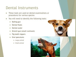 Drench In Ruminant Equipment_and_Materials_Identification.pptx