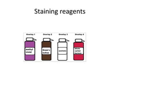 Staining reagents
 