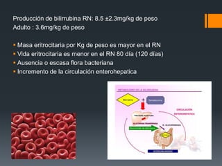 Producción de bilirrubina RN: 8.5 ±2.3mg/kg de peso
Adulto : 3.6mg/kg de peso
 Masa eritrocitaria por Kg de peso es mayor en el RN
 Vida eritrocitaria es menor en el RN 80 día (120 días)
 Ausencia o escasa flora bacteriana
 Incremento de la circulación enterohepatica
 