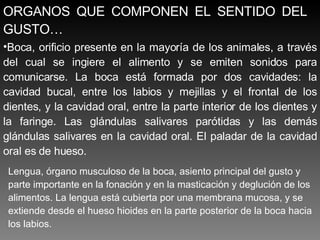 ORGANOS QUE COMPONEN EL SENTIDO DEL GUSTO… Boca, orificio presente en la mayoría de los animales, a través del cual se ingiere el alimento y se emiten sonidos para comunicarse. La boca está formada por dos cavidades: la cavidad bucal, entre los labios y mejillas y el frontal de los dientes, y la cavidad oral, entre la parte interior de los dientes y la faringe. Las glándulas salivares parótidas y las demás glándulas salivares en la cavidad oral. El paladar de la cavidad oral es de hueso. Lengua, órgano musculoso de la boca, asiento principal del gusto y parte importante en la fonación y en la masticación y deglución de los alimentos. La lengua está cubierta por una membrana mucosa, y se extiende desde el hueso hioides en la parte posterior de la boca hacia los labios. 