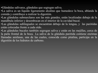 Glándulas salivares, glándulas que segregan saliva.  La saliva es un líquido ligeramente alcalino que humedece la boca, ablanda la comida y contribuye a realizar la digestión.  Las glándulas submaxilares son las más grandes, están localizadas debajo de la mandíbula inferior y desembocan en el interior de la cavidad bucal. Las glándulas sublinguales se encuentran debajo de la lengua, y  las parótidas están colocadas frente a cada oído.  Las glándulas bucales también segregan saliva y están en las mejillas, cerca de la parte frontal de la boca.  La saliva de la glándula parótida contiene enzimas llamadas amilasas, una de las cuales, conocida como ptialina, participa en la digestión de los hidratos de carbono.  