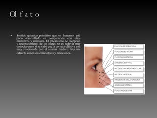 Olfato Sentido químico primitivo que en humanos está poco desarrollado en comparación con otros mamíferos y animales. El mecanismo de recepción y reconocimiento de los olores no es todavía muy conocido pero sí se sabe que la corteza olfativa está muy relacionada con el sistema límbico: hay una estrecha conexión entre olores y emociones . 