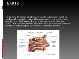 Forma parte del sentido del olfato, del aparato respiratorio y vocal. Se puede dividir en región externa, el apéndice nasal, y una región interna constituida por las fosas nasales, que están separadas por el tabique vertical. Los bordes de los orificios nasales están recubiertos de pelos que sirven para impedir el paso de sustancias o partículas extrañas.  