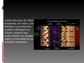 existen dos tipos de células receptoras: los conos y los bastones. Los conos nos ayudan a distinguir los colores, mientras que ambas células nos ayudan a captar la intensidad de los estímulos luminosos. 