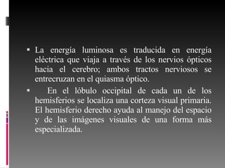 La energía luminosa es traducida en energía eléctrica que viaja a través de los nervios ópticos hacia el cerebro; ambos tractos nerviosos se entrecruzan en el quiasma óptico. En el lóbulo occipital de cada un de los hemisferios se localiza una corteza visual primaria. El hemisferio derecho ayuda al manejo del espacio y de las imágenes visuales de una forma más especializada. 